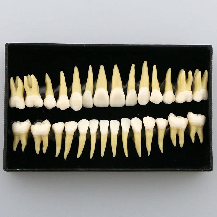 Durable and practical Permanent Teeth Demonstration Model