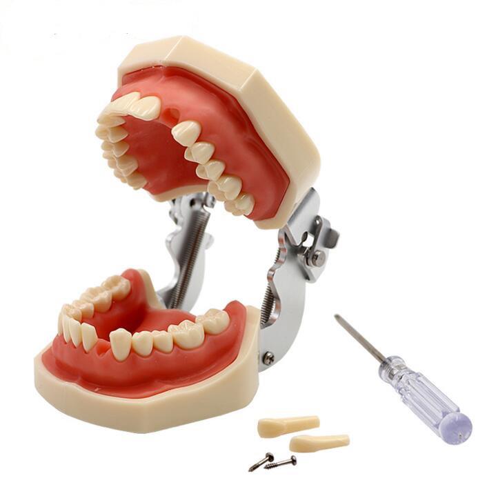 Removable Practice Dental Model can be stably placed on the table