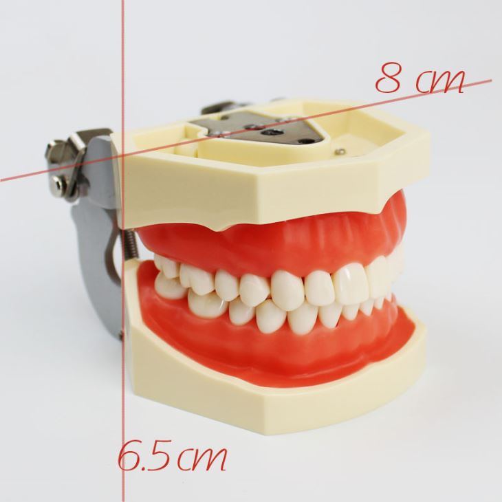 Removable Practice Dental Model can be stably placed on the table